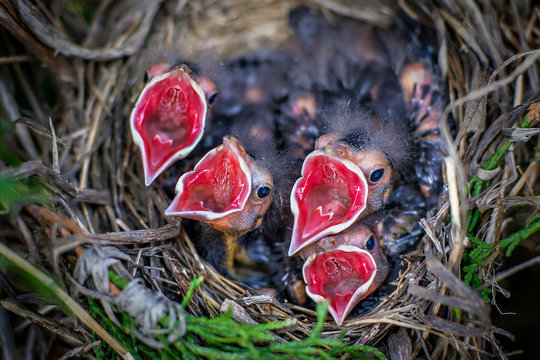 New Born Birds Are Ready For Feeding