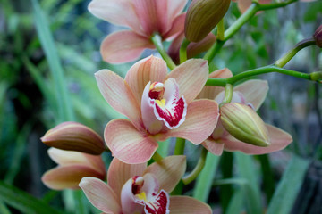 Orchid Flower