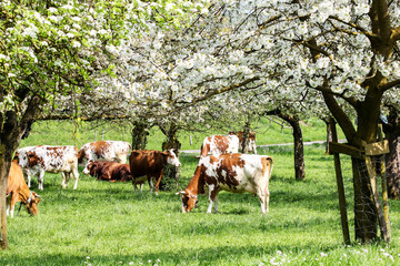 Herd of cows grazing in a blooming orchard with apple tree and pear tree flowers - an eco-friendly...