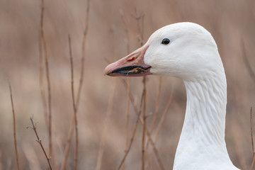 Close-up of snow goose