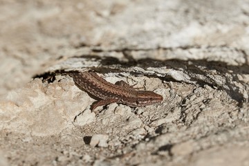 Lizard on a cliff
