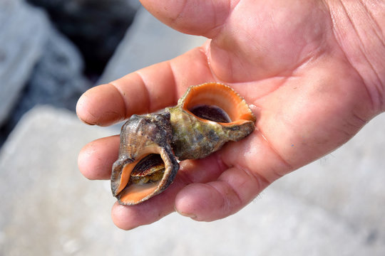 Seashells in Hand Closeup Stock Photo