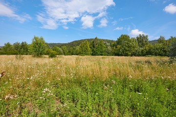 Fototapeta na wymiar Meadow in summer with plants growing