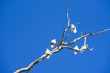 White corella birds, Cacatua sanguinea perched on branch of dead gum tree Victoria Australia