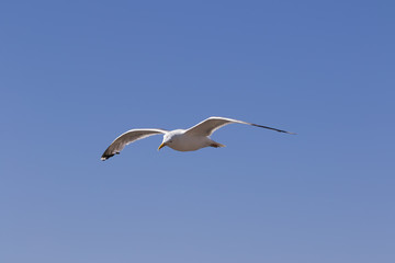 Seagull hover in clear blue sky