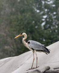 Grey heron Ardea cinerea on roof