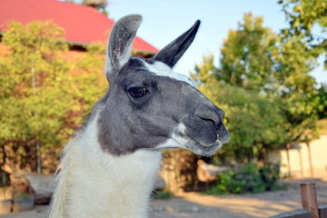 Lama Glama Looking at Head Focus Stock Photo