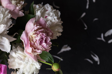 Peonies bouquet on black background