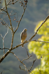 A Hawk sitting in a tree in the Costa Rican rain forest on a sunny day.