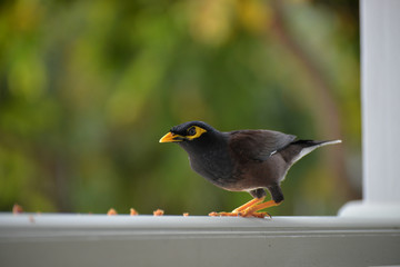 Myna