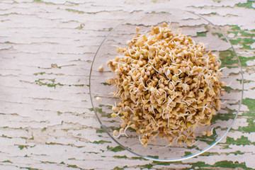 Fototapeta na wymiar sprouts and a very useful green buckwheat