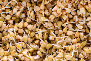 Sprouts of green buckwheat background pattern texture. Vegan germinated sprouts. Healthy diet buckwheat porridge food.