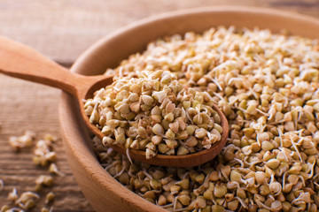 fresh green sprouts buckwheat in wooden bowl closeup