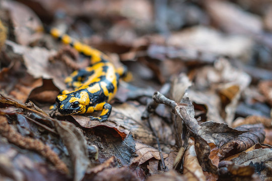 gelber Feuersalamander im Laub