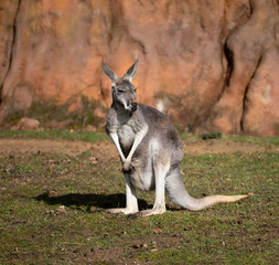 Naklejka na ściany i meble Red kangaroo (Macropus rufus) is the largest of all kangaroos, the largest terrestrial mammal native to Australia