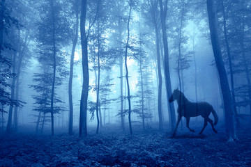 Magic foggy forest with running horse