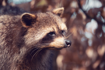 Obraz premium portrait of Raccoon (Procyon lotor), also known as the North American raccoon.