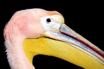 Great White Pelican, Pelecanus onocrotalus, closeup portrait against black background