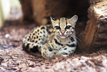 The margay (Leopardus wiedii) is a small wild cat native to Central and South America. A solitary...