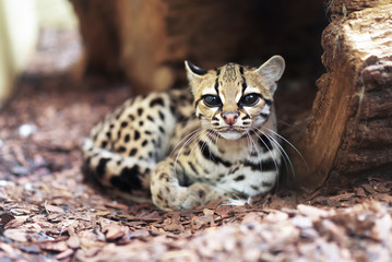 The margay (Leopardus wiedii) is a small wild cat native to Central and South America. A solitary and nocturnal cat, lives mainly in primary evergreen and deciduous forest.