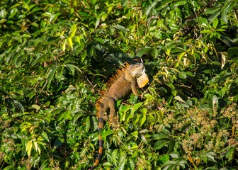 Green Iguana (Iguana iguana)