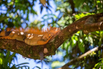 Fototapeta premium Green Iguana (Iguana iguana)
