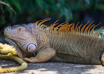 Green Iguana (Iguana iguana)