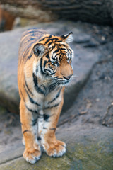 Sumatran tiger (Panthera tigris sumatrae) is a rare tiger subspecies that inhabits the Indonesian island of Sumatra