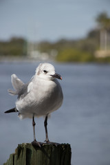 Seagull standing on a wooden post