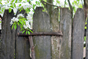 A fence of old boards in the village. Garden trees are blooming behind the fence. Spring, greens, freshness
