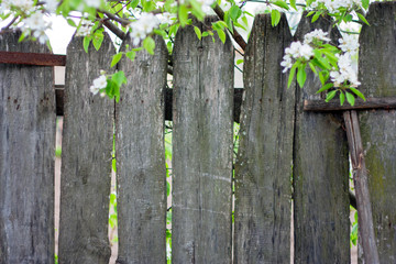 A fence of old boards in the village. Garden trees are blooming behind the fence. Spring, greens, freshness
