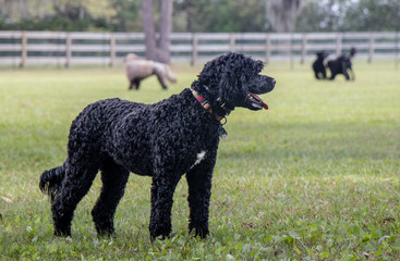 Black Portuguese Water Dog standing in a field