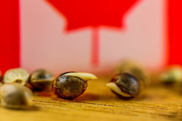 Medical Cannabis Seeds - macro view of thc cbd medical seeds on Canada flag and piece of oak wood.