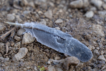 Frozen feather