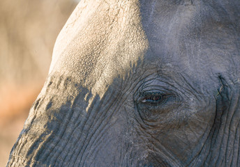 Elefant(en)