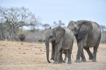 Fototapeta na wymiar Elefant(en)