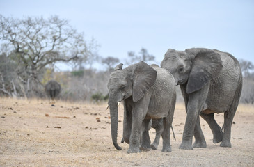 Fototapeta premium Elefant(en)