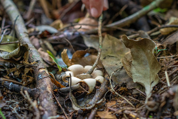 Earthstar fungus releasing spores. Gasteromycetes.