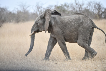 Elefant(en)