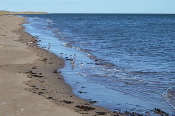 The coast at East Haven, near Carnoustie, Angus, Scotland in early March sunshine