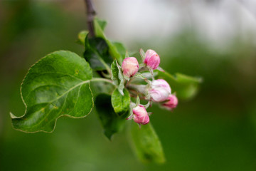 Flowering apple tree branch in spring. The buds and flowers of the fruit tree in spring in the garden. Green leafs closeup