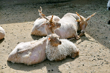 Ovis aries aries Screw-Horned Sheep Herd Stock Photo