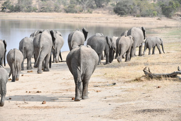 Elefant(en)