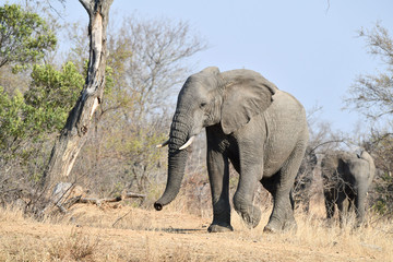 Elefant(en)
