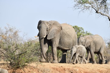 Fototapeta na wymiar Elefant(en)