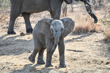 Elefant(en)