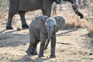 Elefant(en)