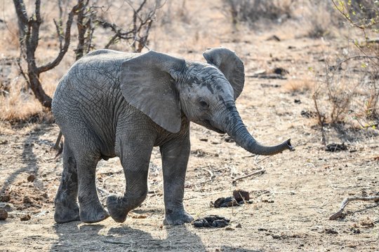 Elefant(en)