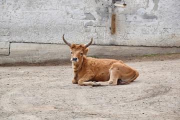  Scotland Highland Cattle Bos Primigenius f. Taurus Stock Photo