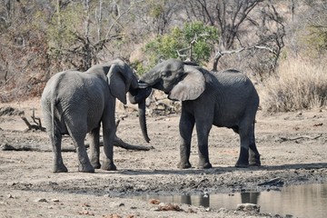 Elefant(en)